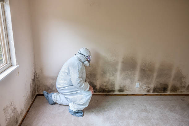 Trusted Venus, TX Mold Inspection, Removal & Remediation Experts